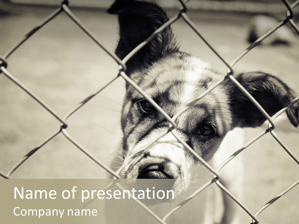 Animal Caged Homeless PowerPoint Template