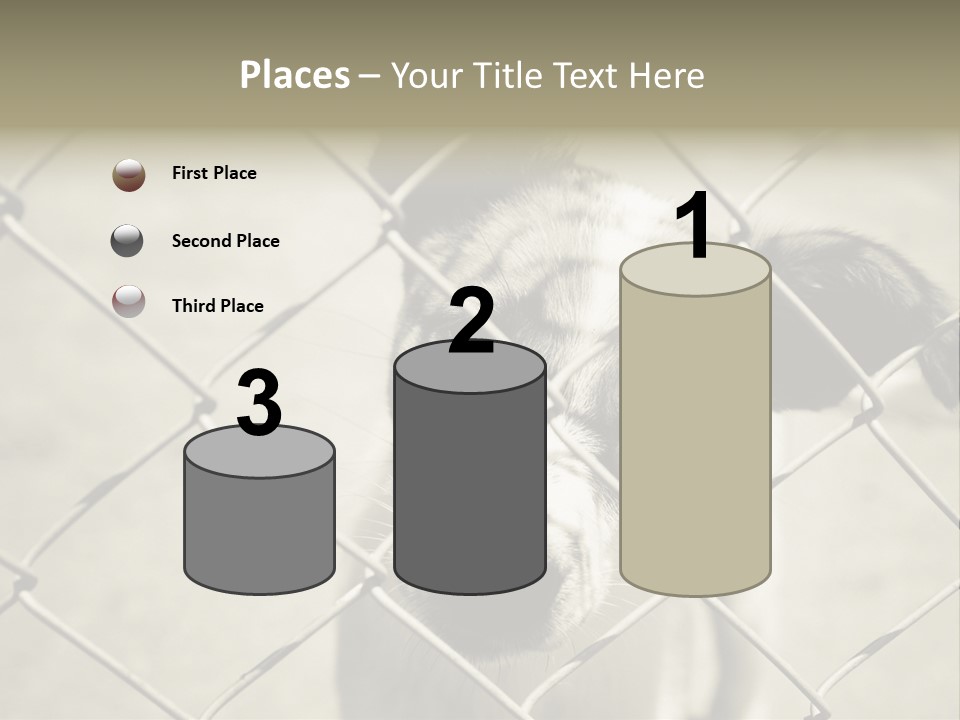 Animal Caged Homeless PowerPoint Template