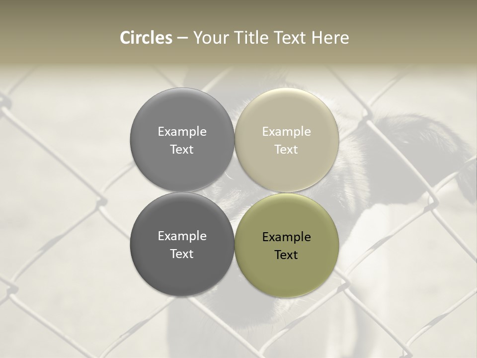 Animal Caged Homeless PowerPoint Template