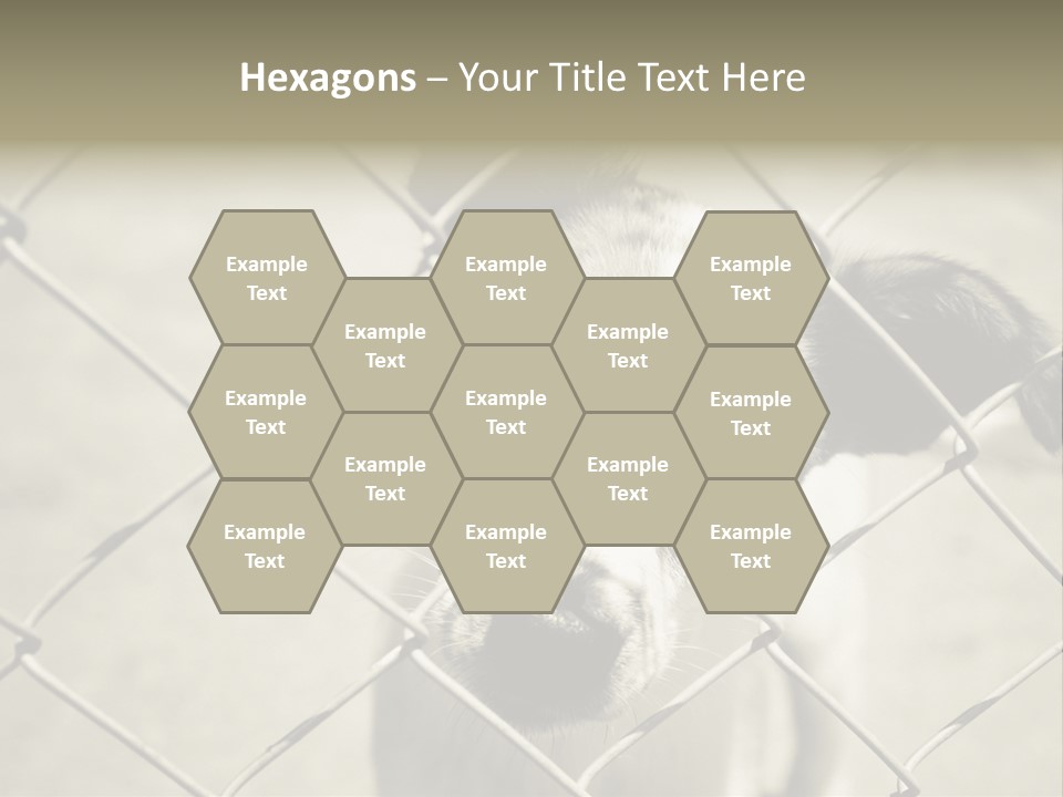 Animal Caged Homeless PowerPoint Template