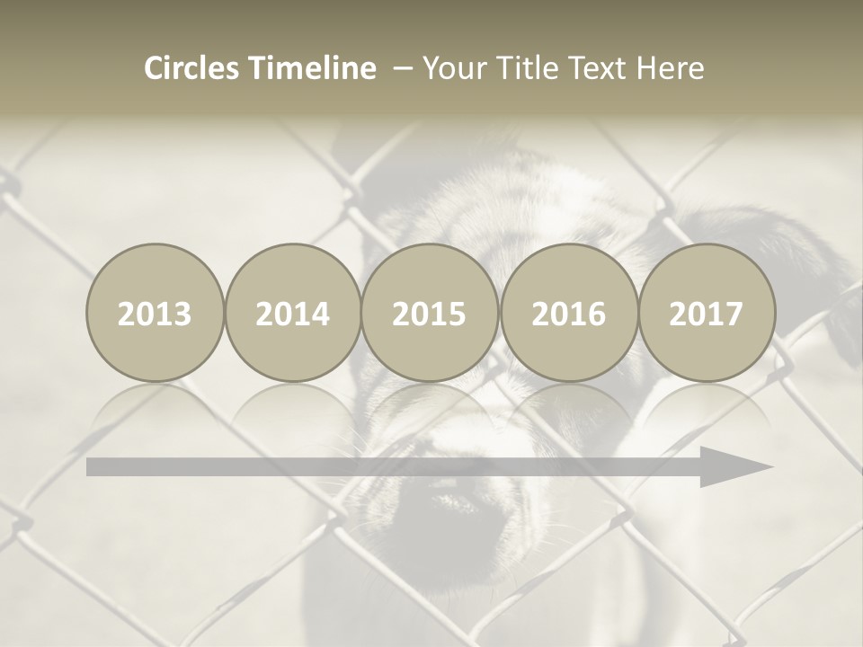 Animal Caged Homeless PowerPoint Template