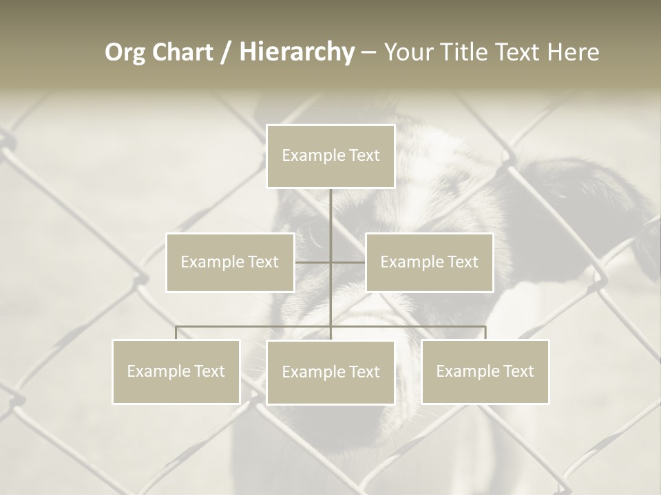 Animal Caged Homeless PowerPoint Template