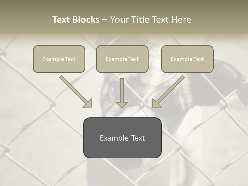 Animal Caged Homeless PowerPoint Template