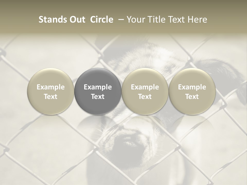 Animal Caged Homeless PowerPoint Template
