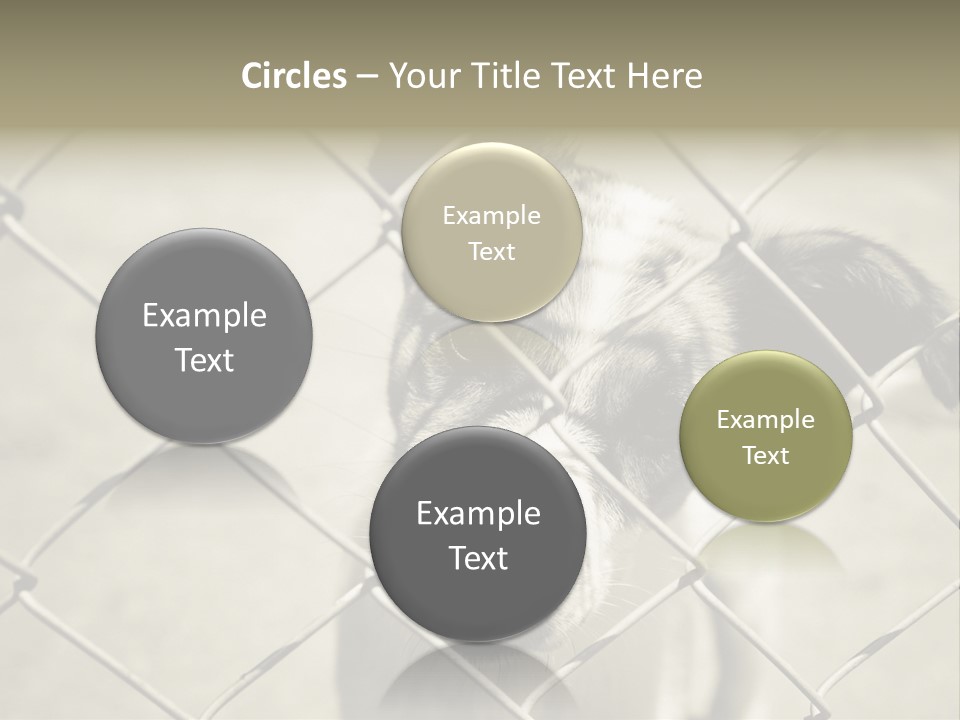 Animal Caged Homeless PowerPoint Template