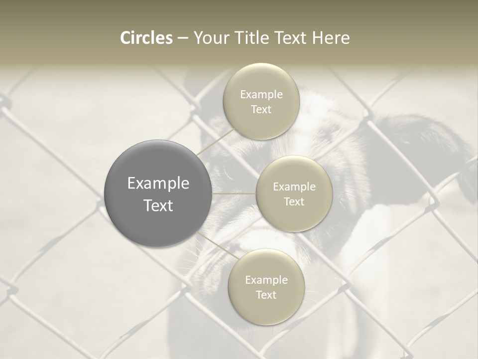 Animal Caged Homeless PowerPoint Template