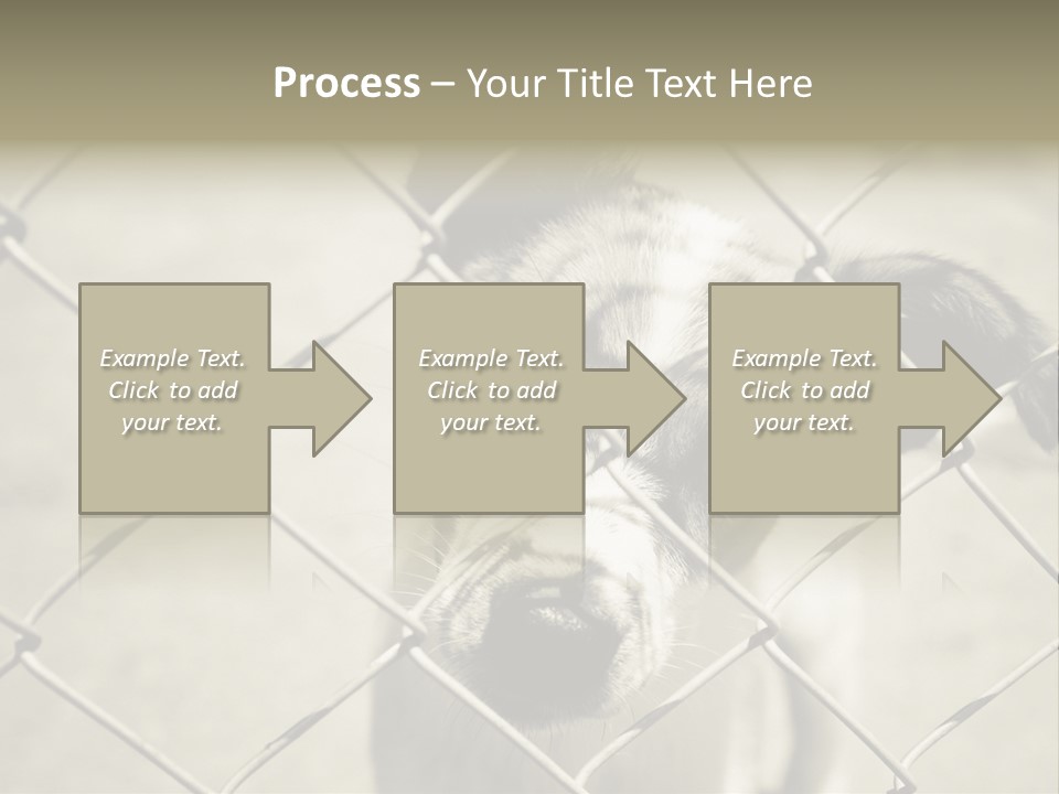 Animal Caged Homeless PowerPoint Template