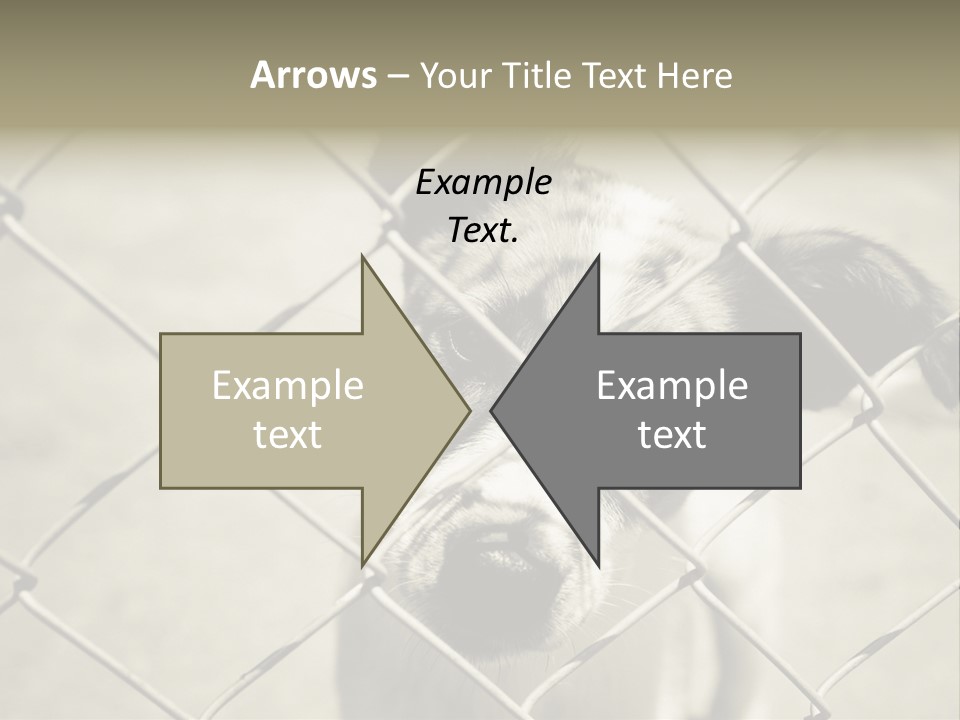 Animal Caged Homeless PowerPoint Template