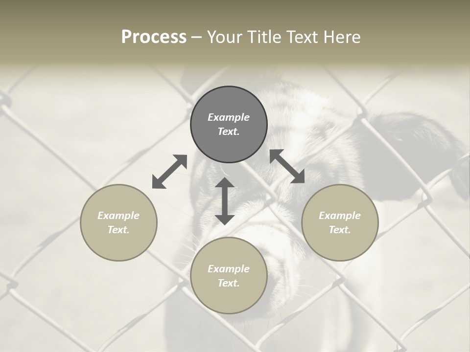 Animal Caged Homeless PowerPoint Template