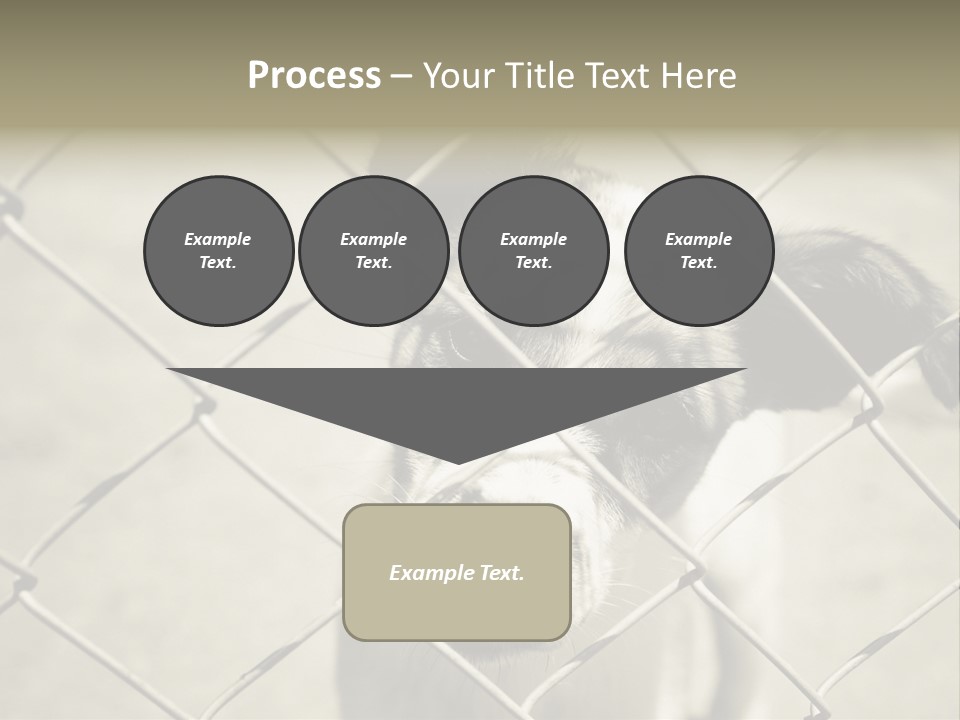 Animal Caged Homeless PowerPoint Template