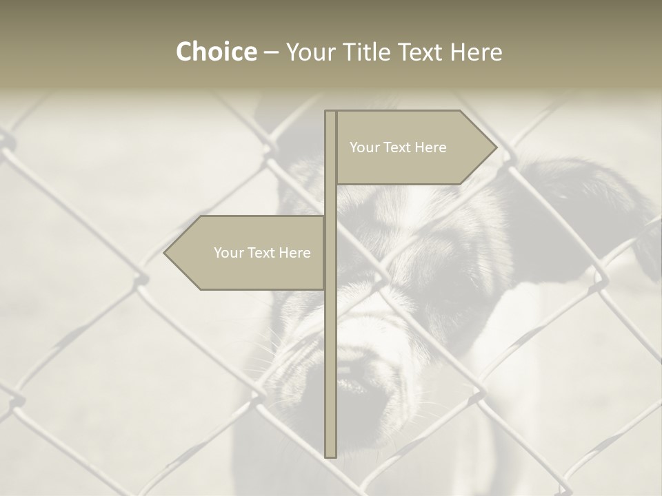 Animal Caged Homeless PowerPoint Template
