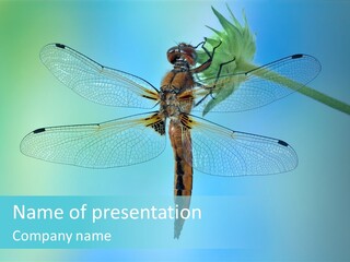 Invertebrates Macro Plant PowerPoint Template