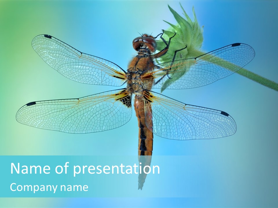 Invertebrates Macro Plant PowerPoint Template