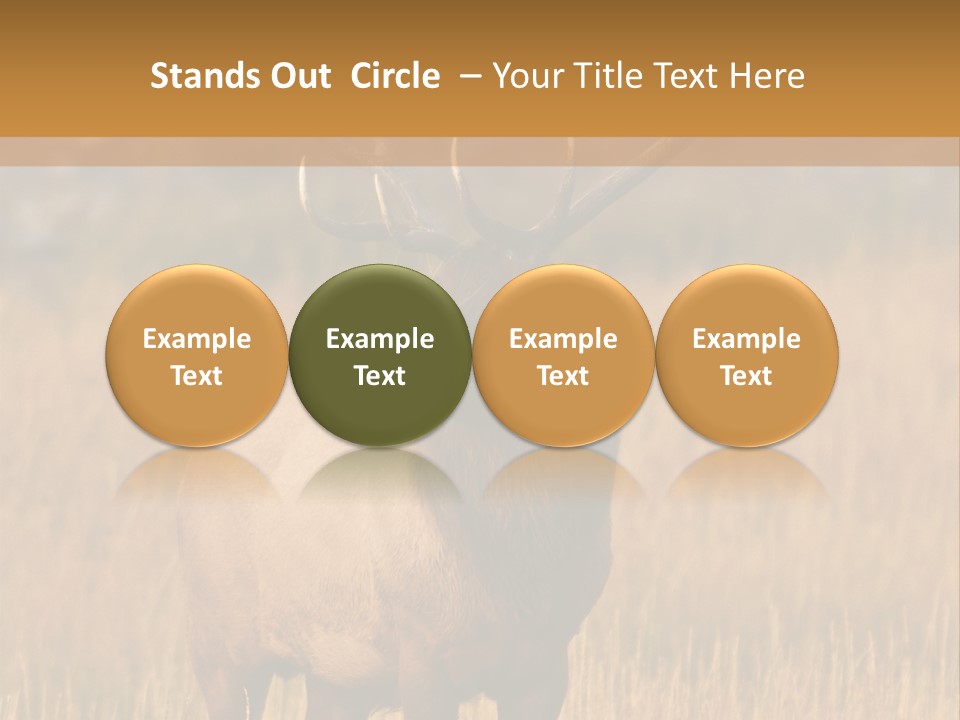 Park Contact Madison PowerPoint Template