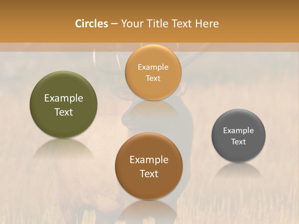 Park Contact Madison PowerPoint Template
