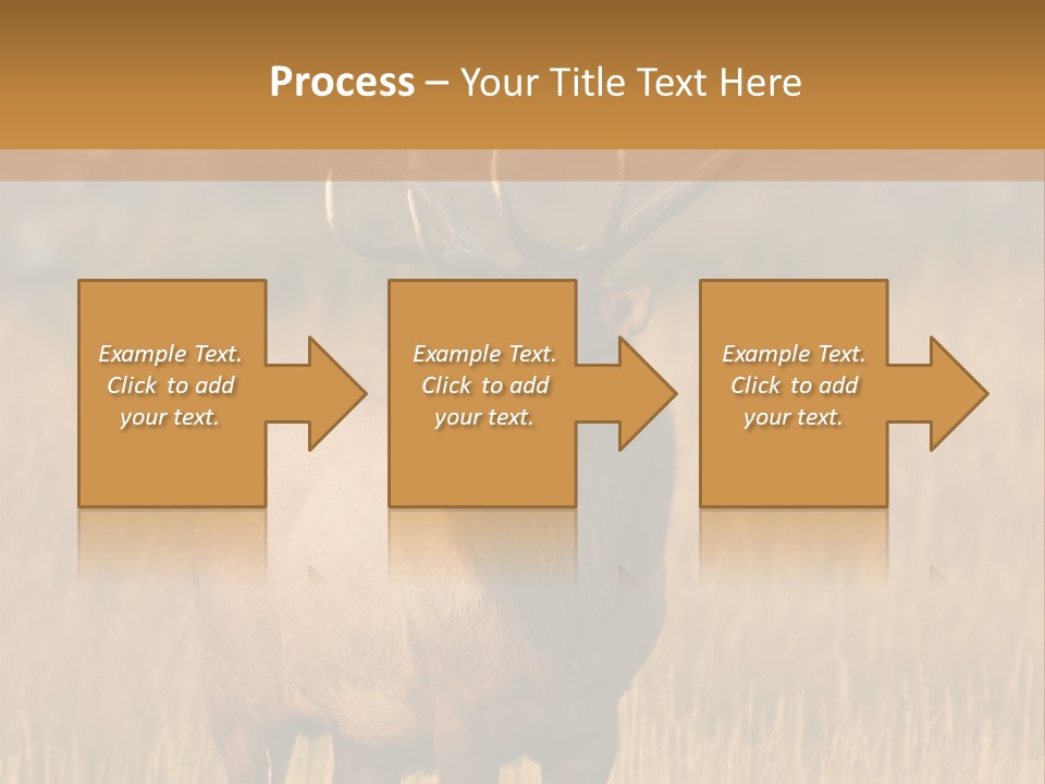 Park Contact Madison PowerPoint Template