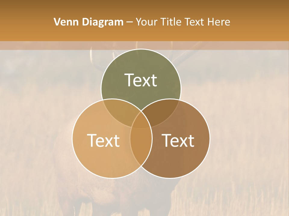 Park Contact Madison PowerPoint Template