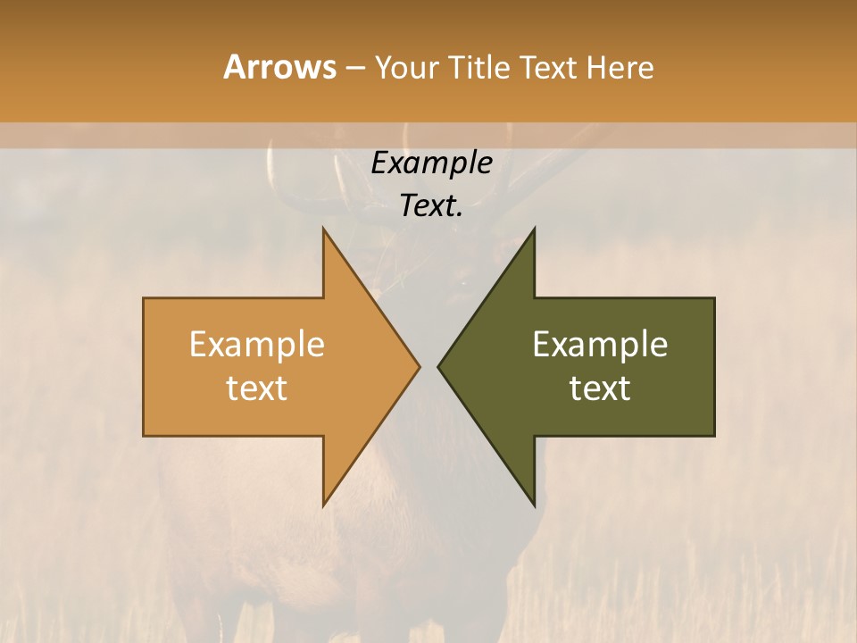 Park Contact Madison PowerPoint Template