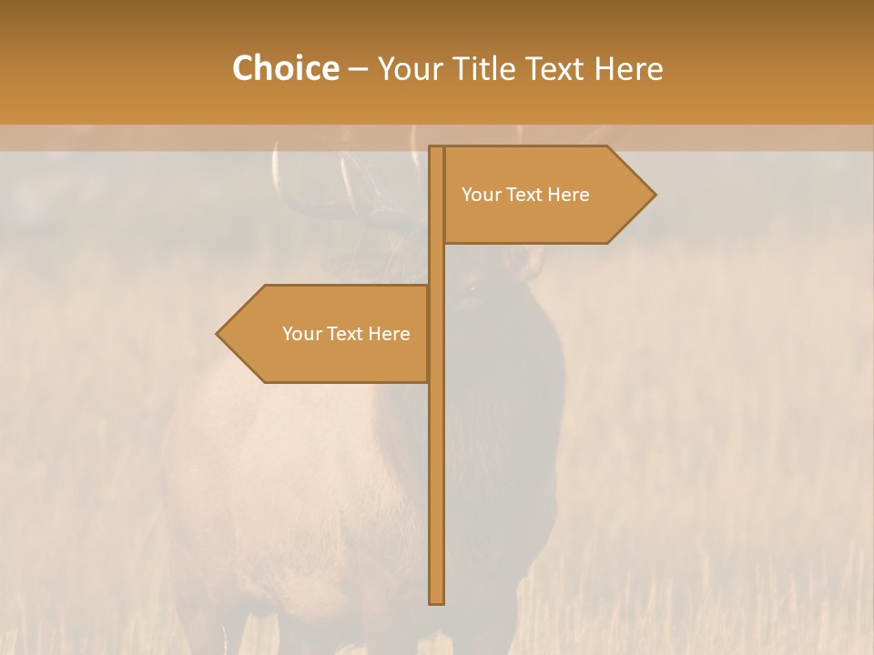 Park Contact Madison PowerPoint Template