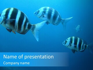 Sealife Reserve Zebra Seabream PowerPoint Template