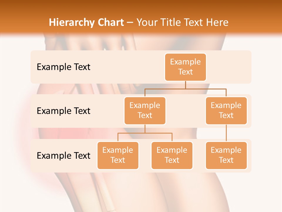 Anatomical Knee Care PowerPoint Template