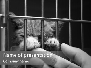 Fingers Alone Pet PowerPoint Template