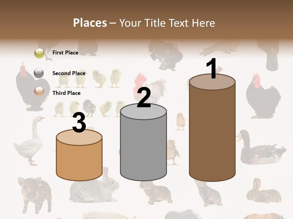 Snail Beautiful Fry PowerPoint Template