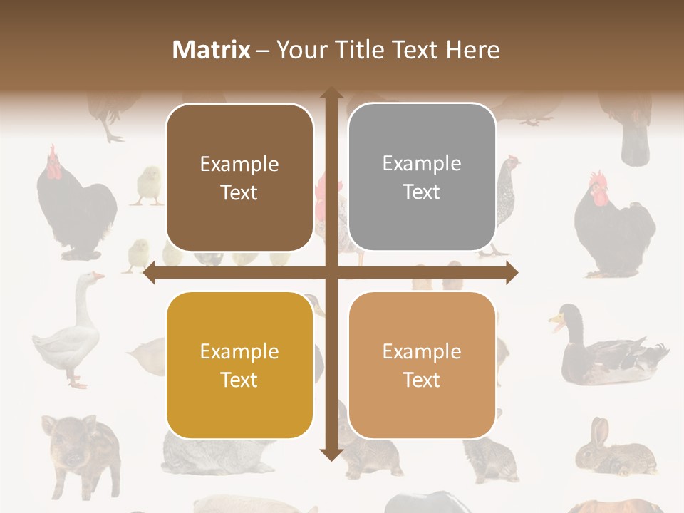 Snail Beautiful Fry PowerPoint Template