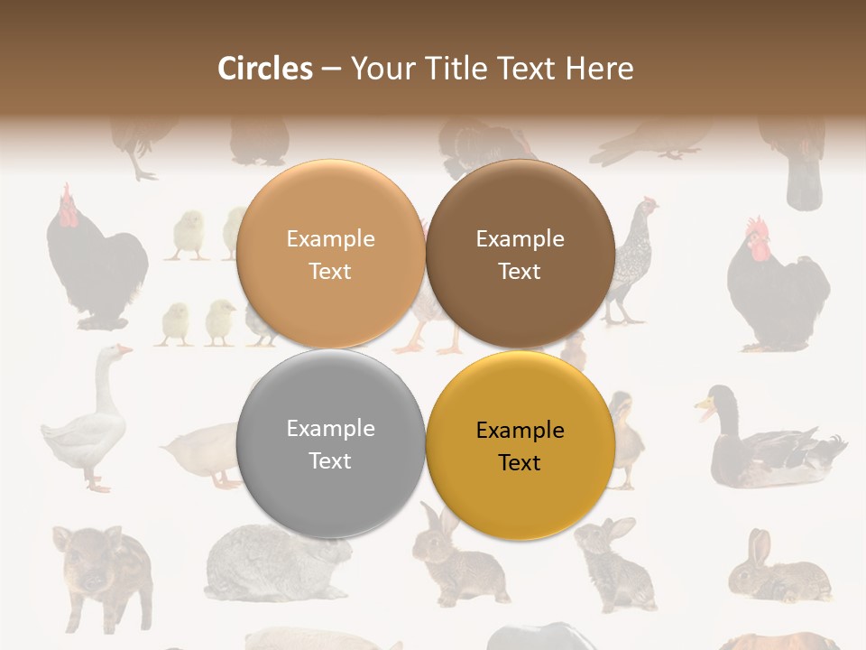 Snail Beautiful Fry PowerPoint Template