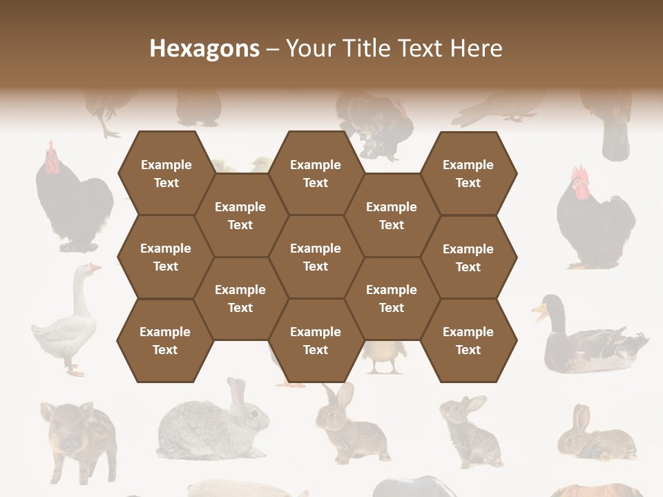 Snail Beautiful Fry PowerPoint Template