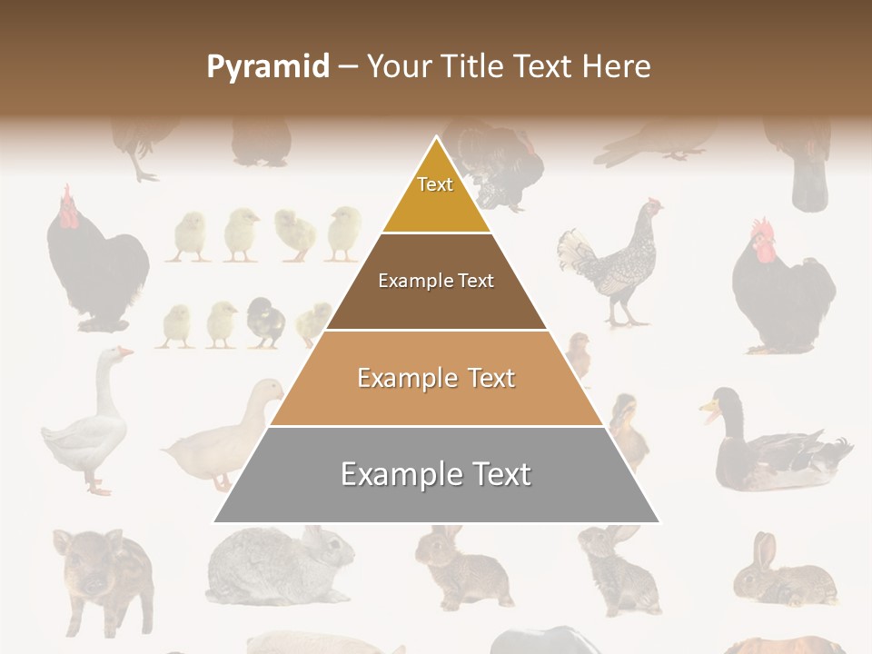 Snail Beautiful Fry PowerPoint Template