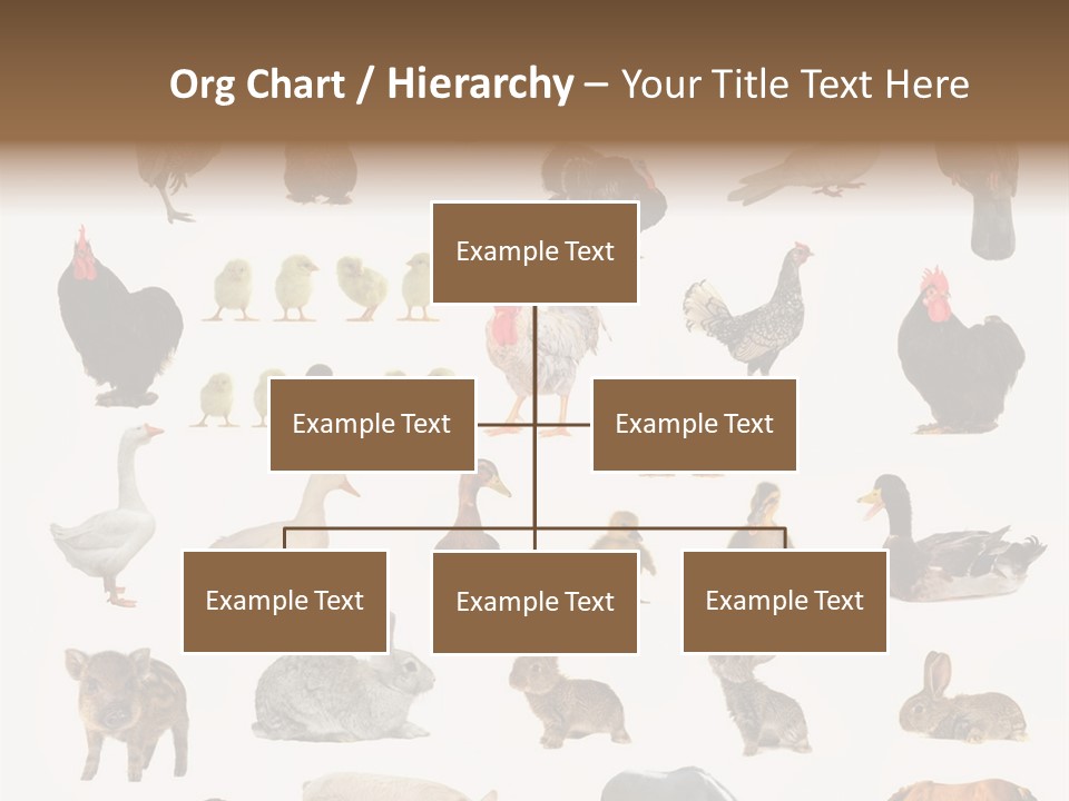 Snail Beautiful Fry PowerPoint Template