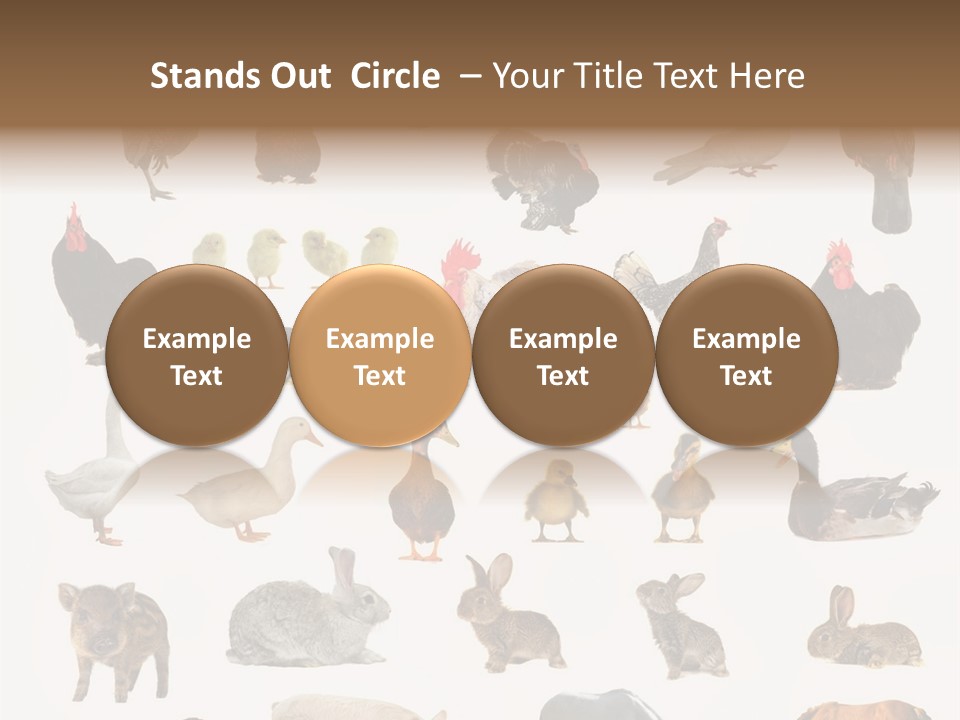 Snail Beautiful Fry PowerPoint Template