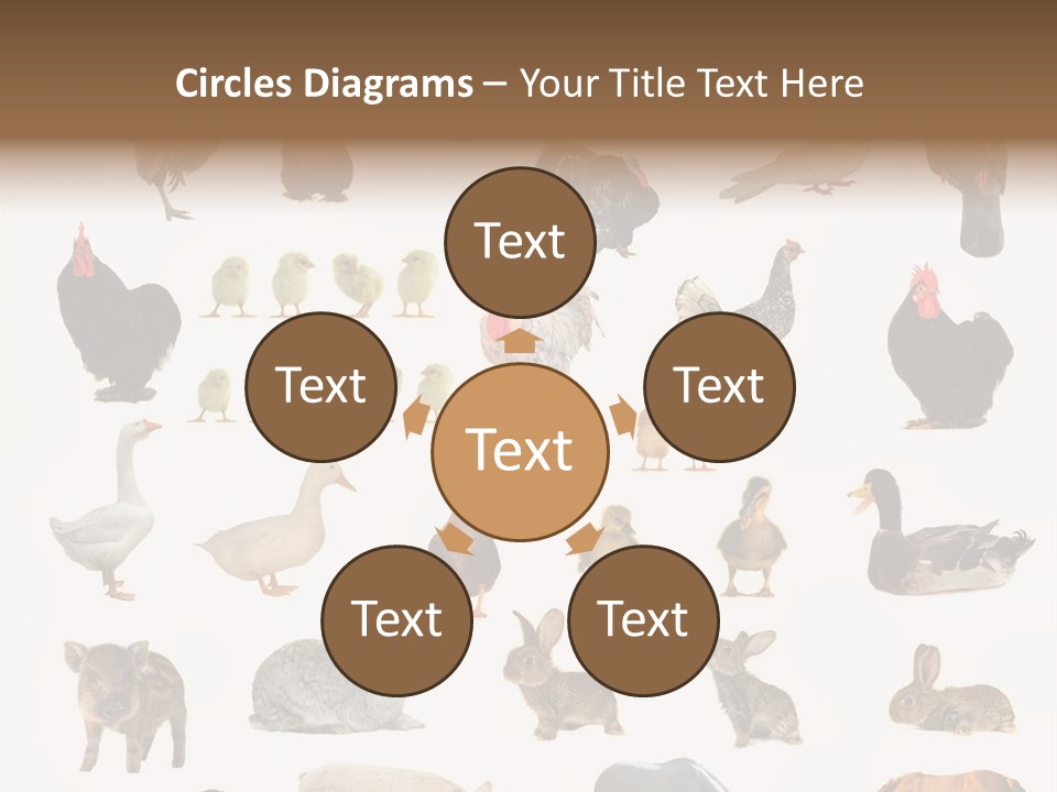 Snail Beautiful Fry PowerPoint Template