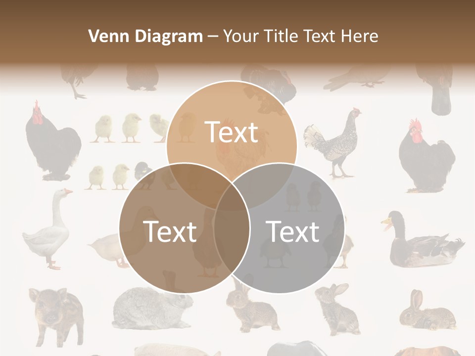 Snail Beautiful Fry PowerPoint Template