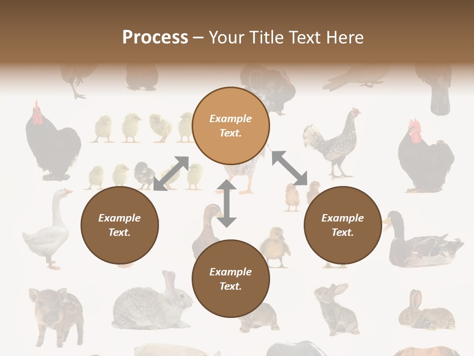 Snail Beautiful Fry PowerPoint Template