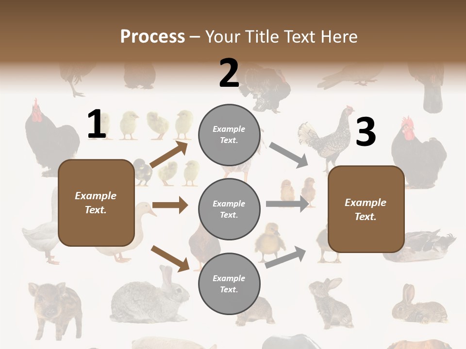 Snail Beautiful Fry PowerPoint Template