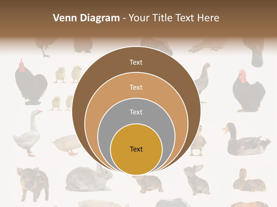 Snail Beautiful Fry PowerPoint Template