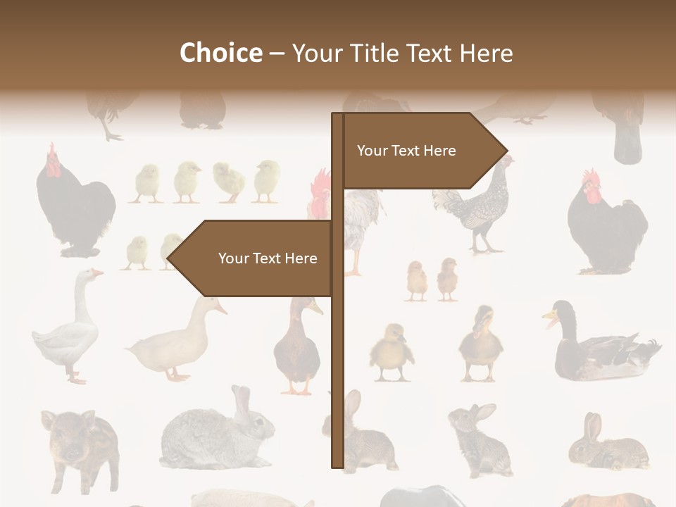 Snail Beautiful Fry PowerPoint Template