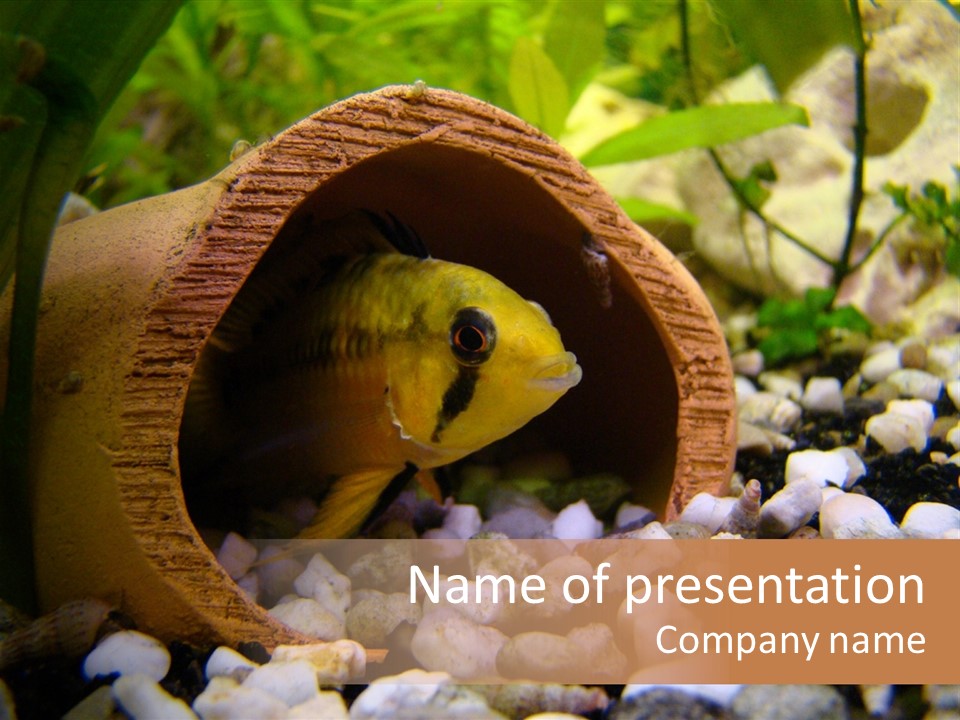 Yellow Fish Cichlid PowerPoint Template