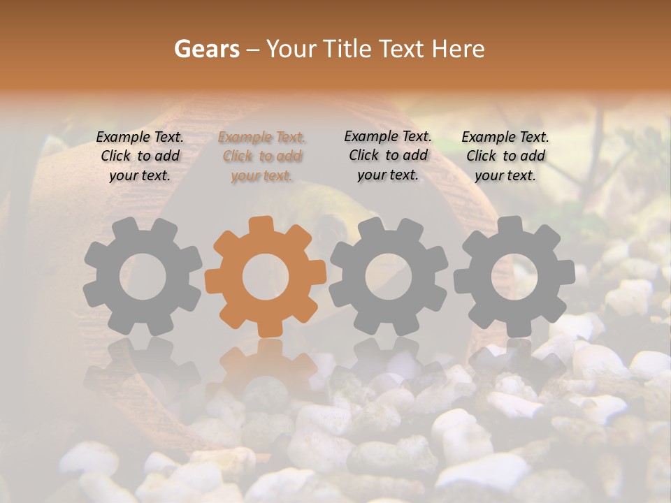 Yellow Fish Cichlid PowerPoint Template