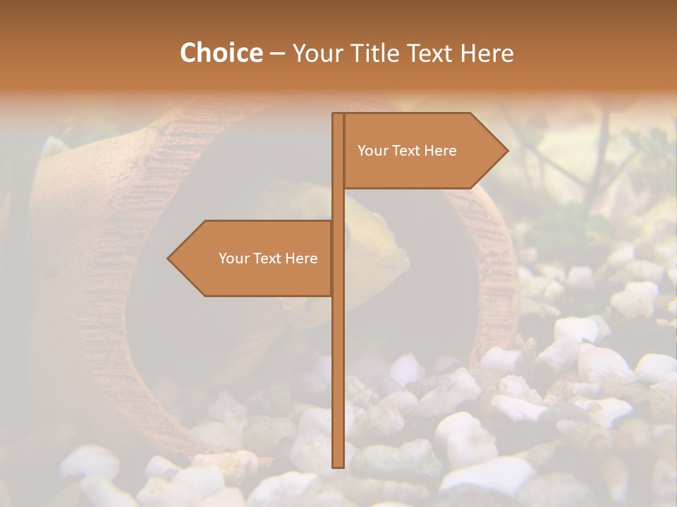 Yellow Fish Cichlid PowerPoint Template