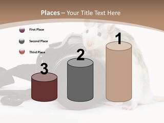 Take Creative Artist PowerPoint Template