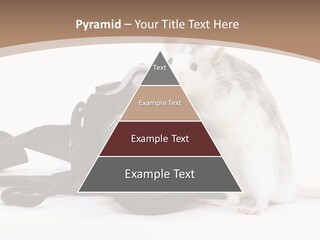 Take Creative Artist PowerPoint Template