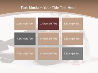 Take Creative Artist PowerPoint Template
