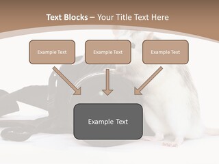 Take Creative Artist PowerPoint Template