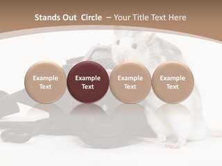 Take Creative Artist PowerPoint Template