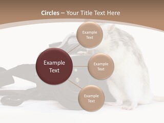 Take Creative Artist PowerPoint Template