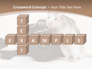 Take Creative Artist PowerPoint Template