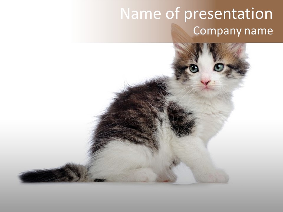 Shorthair Loving Sadness PowerPoint Template